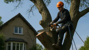 Abattage d’arbres à Toulon et dans le Var : règles, risques et bons réflexes juridiques