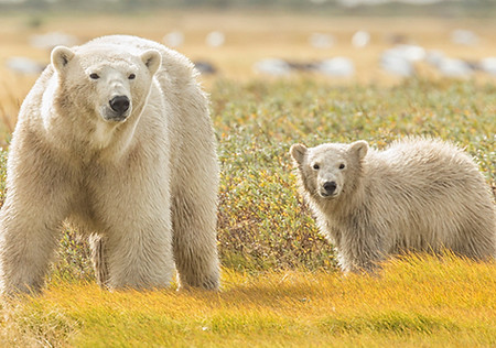 Polar bear mother and cub in Churchill Manitoba Arctic region