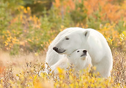 Polar bear mom and cub resting in tundra landscape in northern Manitoba wilderness