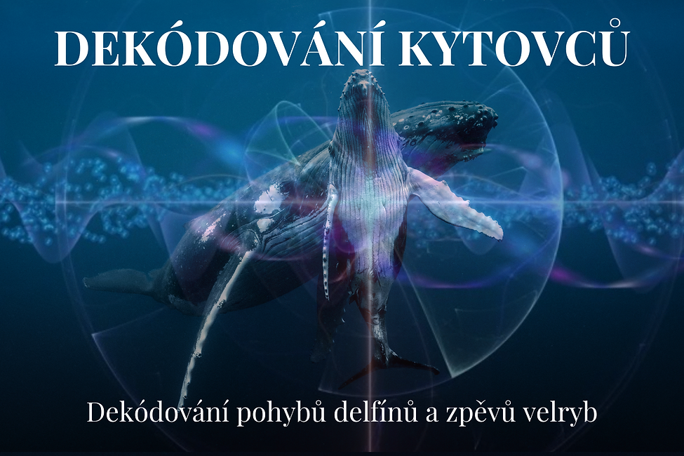 Cetacean Decoding Czech (1).png