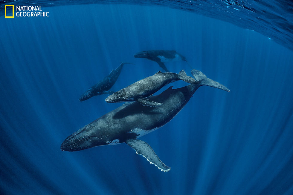 whale-culture-15_slide-149bda579b24bf90582d18e3abfd13d018af7ebe.jpeg
