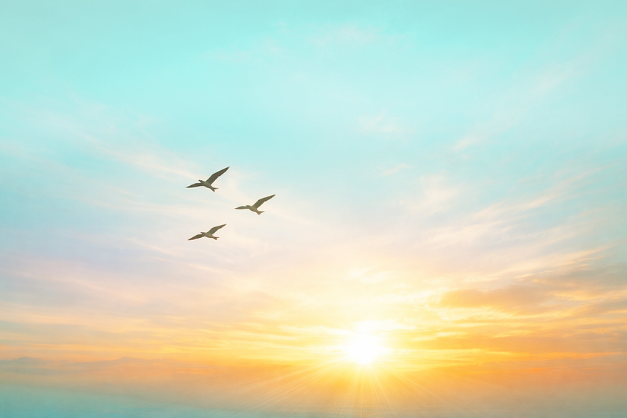 serene sunrise birds 2.png