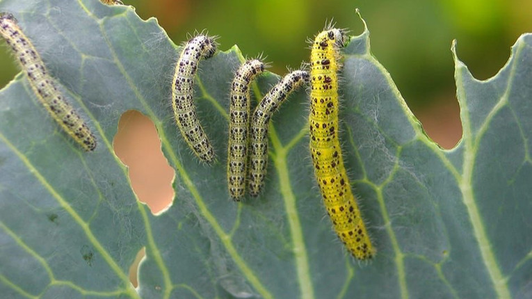 « Réserve de biosphère » : BRAVO POUR CETTE NOUVELLE RECONNAISSANCE MONDIALE
