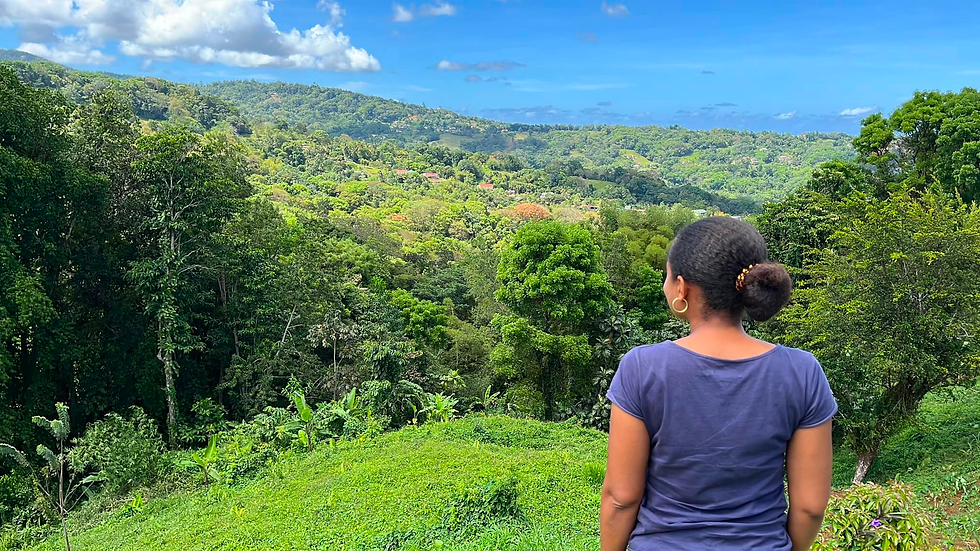Latè nou, sé chans nou - Plateforme de propositions pour l'agriculture martiniquaise