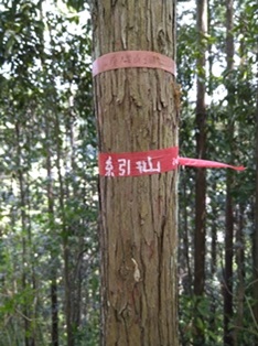 糸引山（鷹ノ巣山）