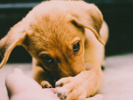 Aire acondicionado seguro para perros, gatos y mascotas - CLIMEX