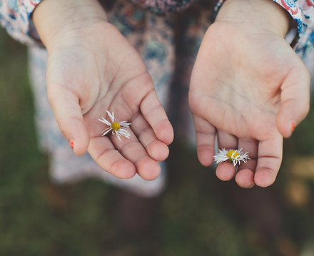 Daisies