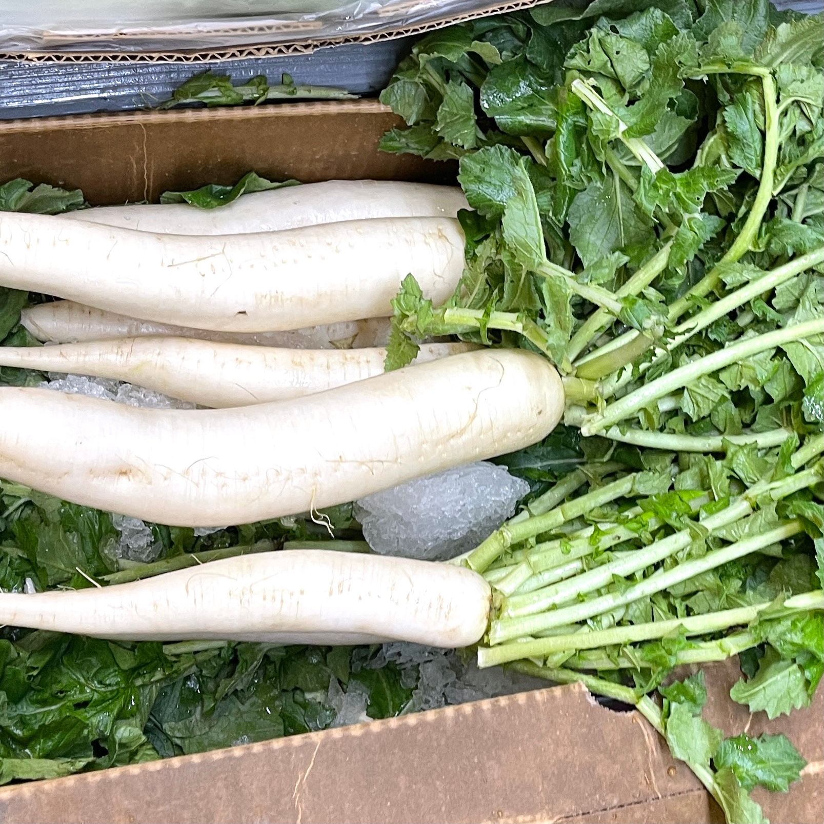 Daikon with Leaves 40#