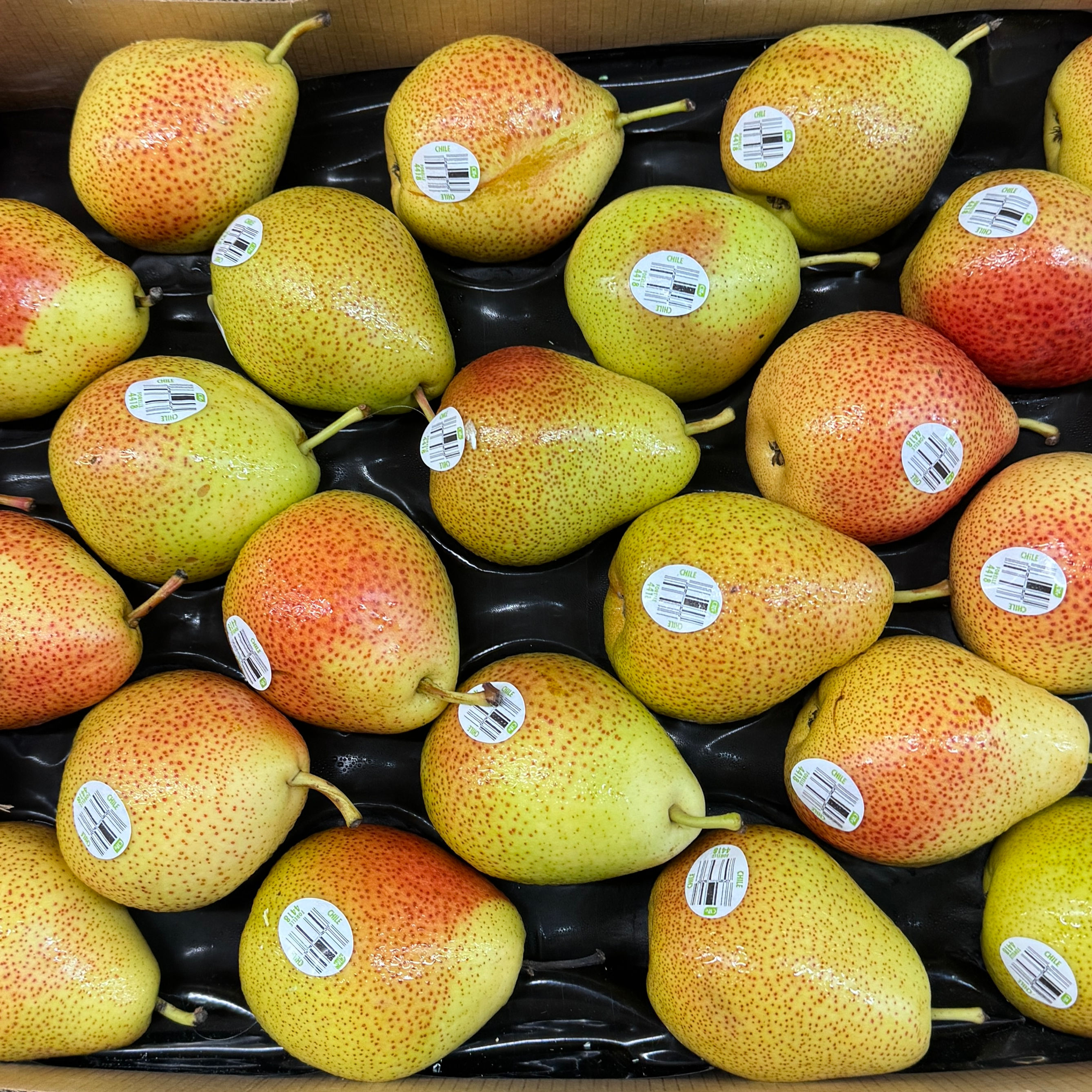 Pears Forelle 20 lbs.