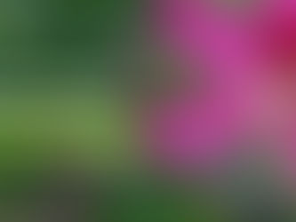 कांचनार गुग्गुल: फायदे से पहले सच जानिए
