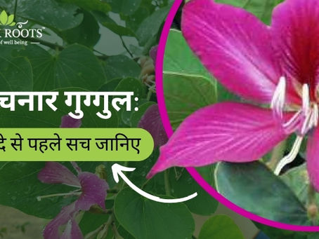 कांचनार गुग्गुल: फायदे से पहले सच जानिए