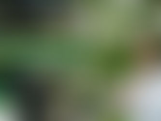 Why You Should Add Brahmi Powder to Your Daily Routine