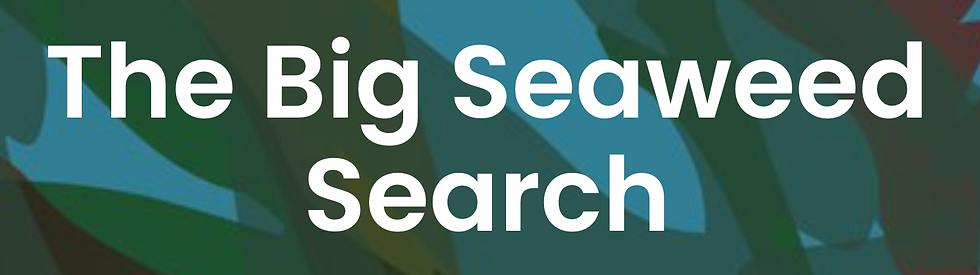 The Big Seaweed Search