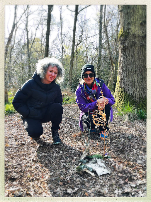 Forest Bathing Made In Britain