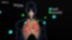 Human Respiratory System in VR-based contents