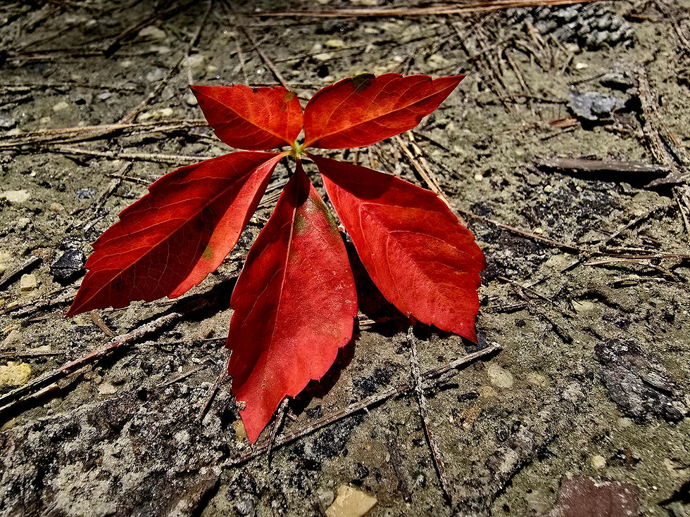 A red leaf fallen on brown soil.