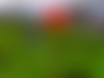 An Indian paintbrush against a backdrop of bluebonnets, roadside.