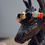 Miniatura: Gladiador Dorado