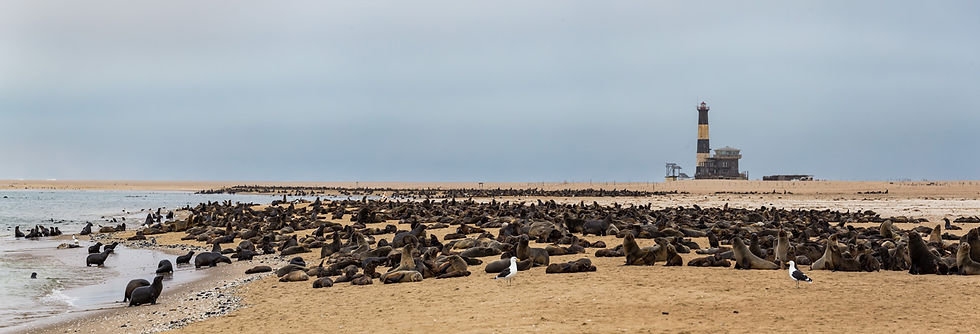 Seals at Pelican Point