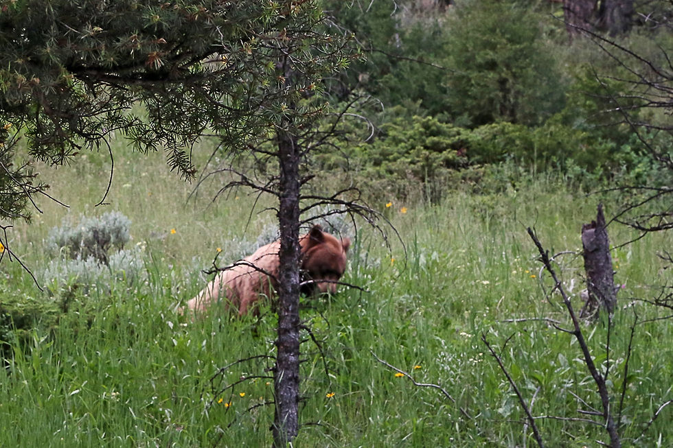 Grizzly near Mammoth