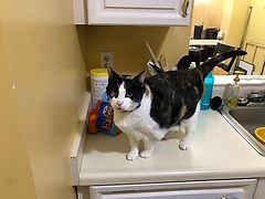 2020-04-27_19_01_15_A_Calico_cat_looking_for_food_in_a_kitchen_in_the_Franklin_Farm_sectio