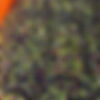 cerasuola olives.jpg