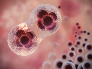 La terapia de reemplazo hormonal y el Alzheimer