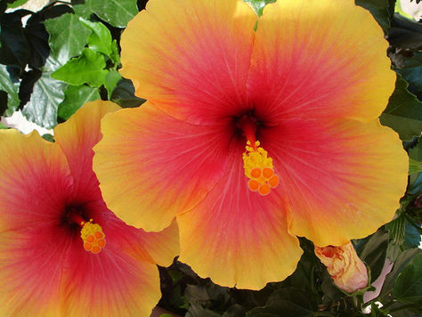 Hibiscus and Your Health - Really?