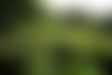 Green Tea for Great Health