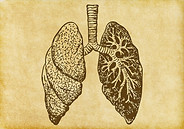 Lungs Sketch