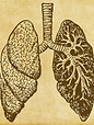 Lungs Sketch