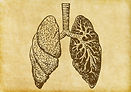 Lungs Sketch