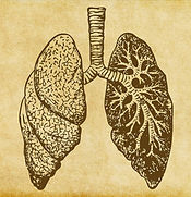 Lungs Sketch