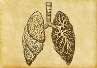 Lungs Sketch