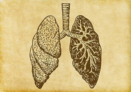 Boceto pulmones