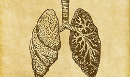 Lungs Sketch