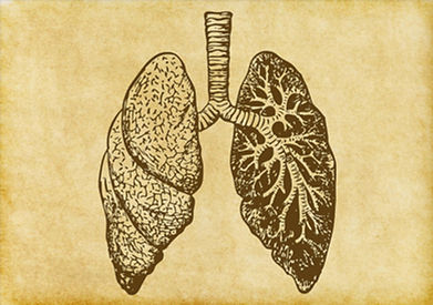 Lungs Sketch
