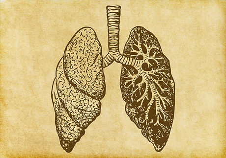 Lungs Sketch