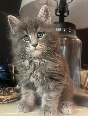 kitty1.jpg