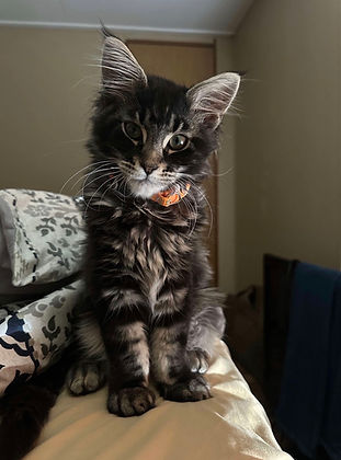 kitty2.jpg