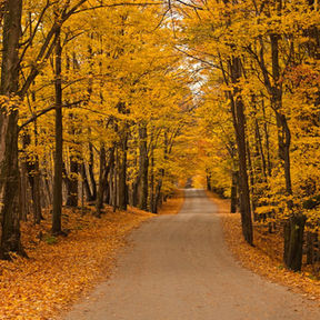 Amazing Autumn Photos: How to make the most of that gorgeous light!
