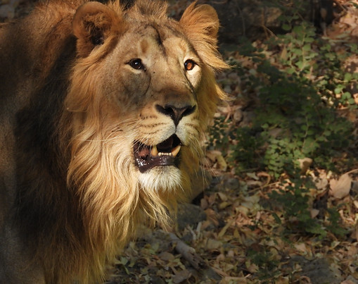 Aesthetic lion at Gir