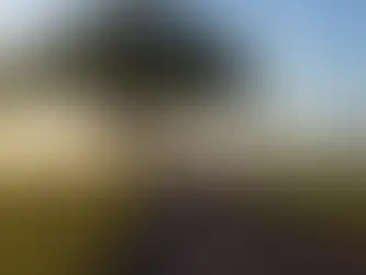 una carretera en medio del campo con un hermoso arbol a un lado del camino