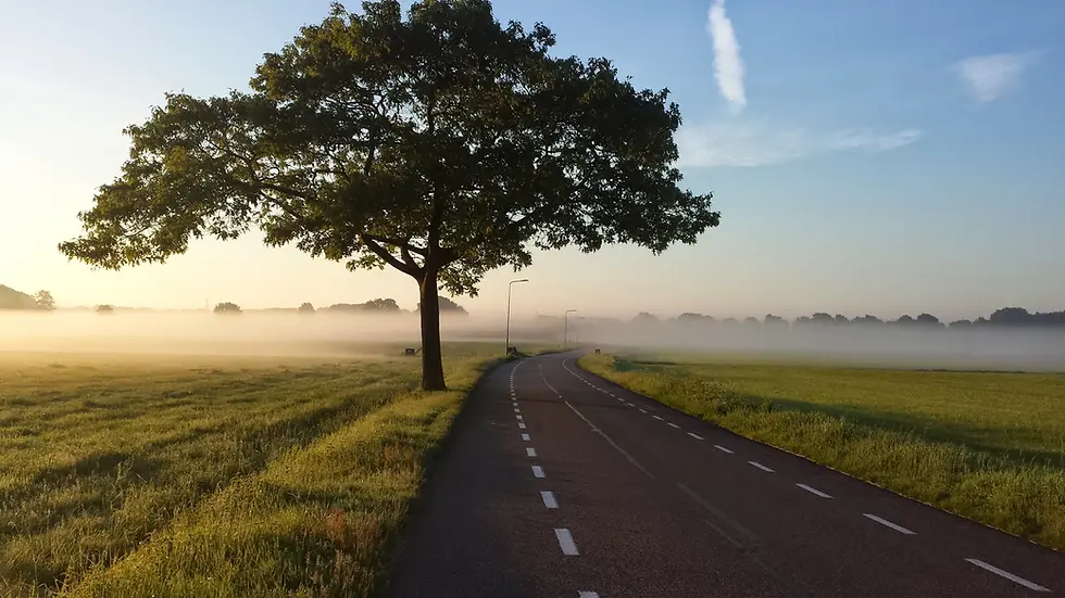 una carretera en medio del campo con un hermoso arbol a un lado del camino