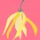 Thumbnail: The Nature Of Things Ylang Ylang (Complete) Essential Oil Organic 12ML