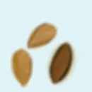Thumbnail: The Nature Of Things Almond Oil (Organic)