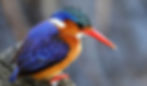 pixabay-bird-4580982_1920_edited.jpg