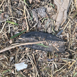 Cubrebocas negro en la basura