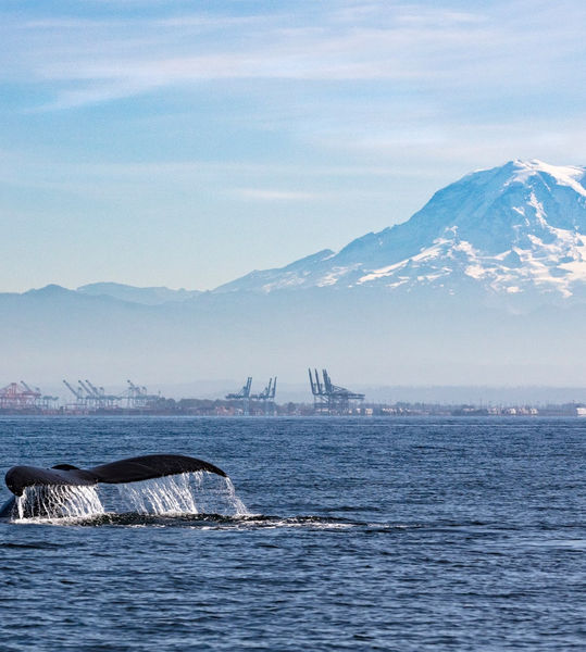 whale puget sound mountain.jpeg