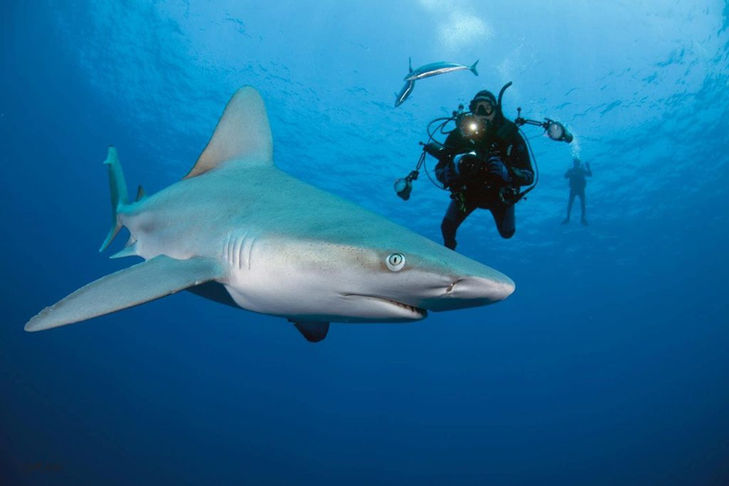 reef shark smile.jpg